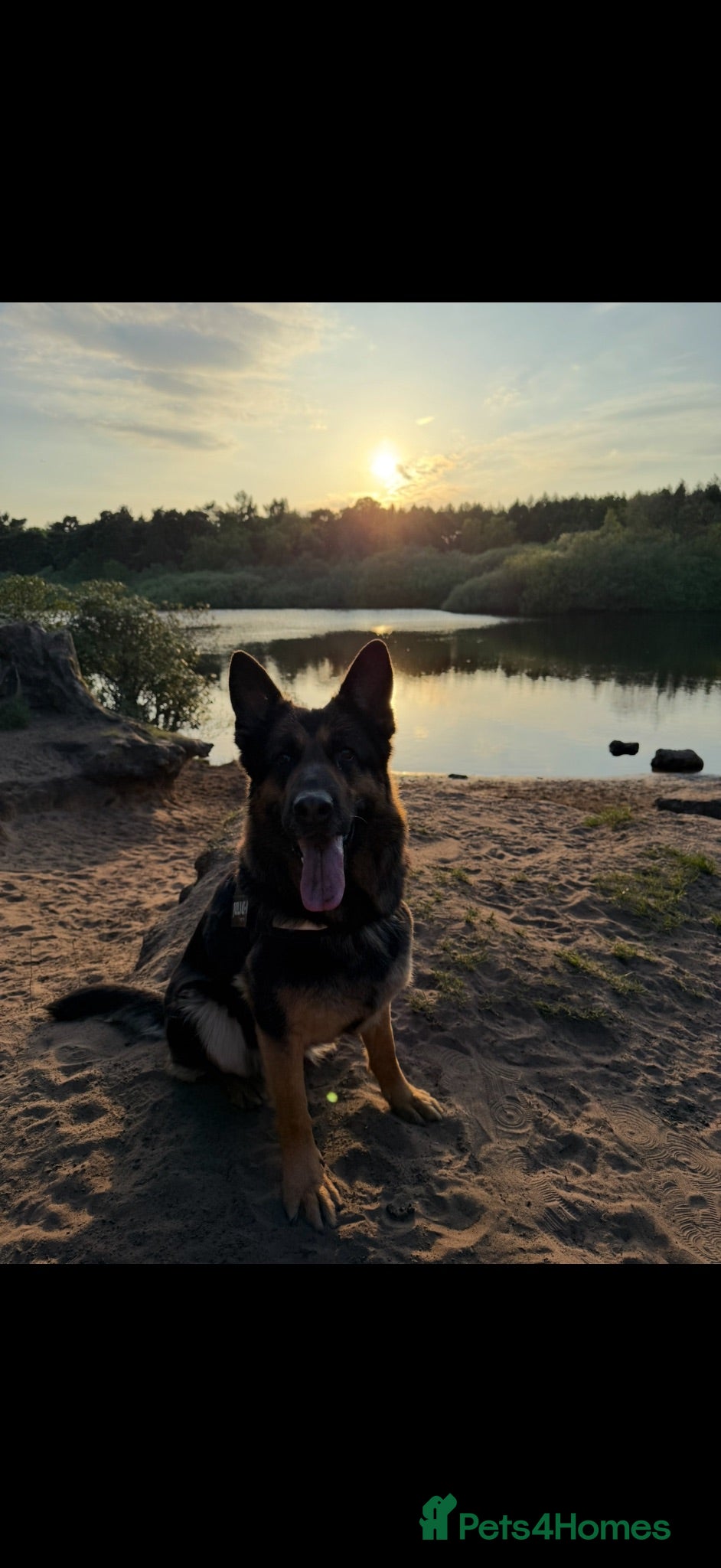 German Shepherd dogs 8 year old female German shepherd  - Advert 1