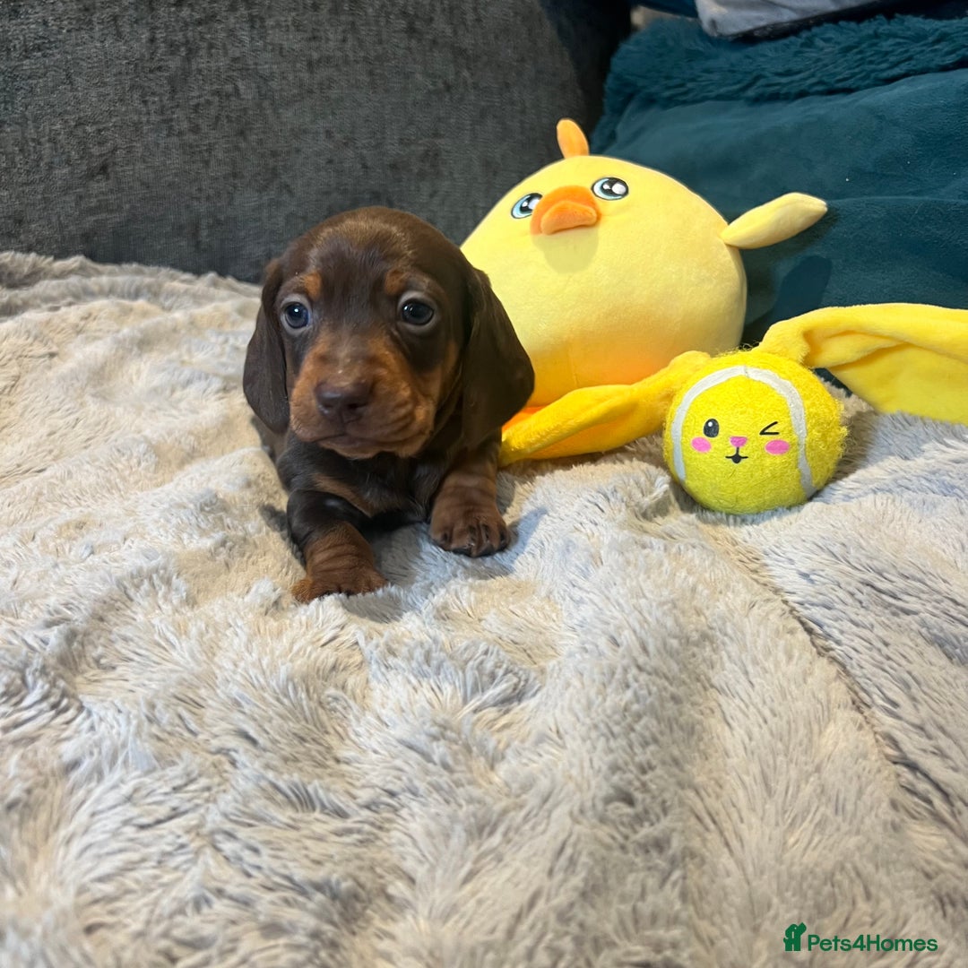 Miniature Dachshund dogs for sale: Fully vaccinated and ready TO GO,kc reg pra clear in Warrington - Image 11