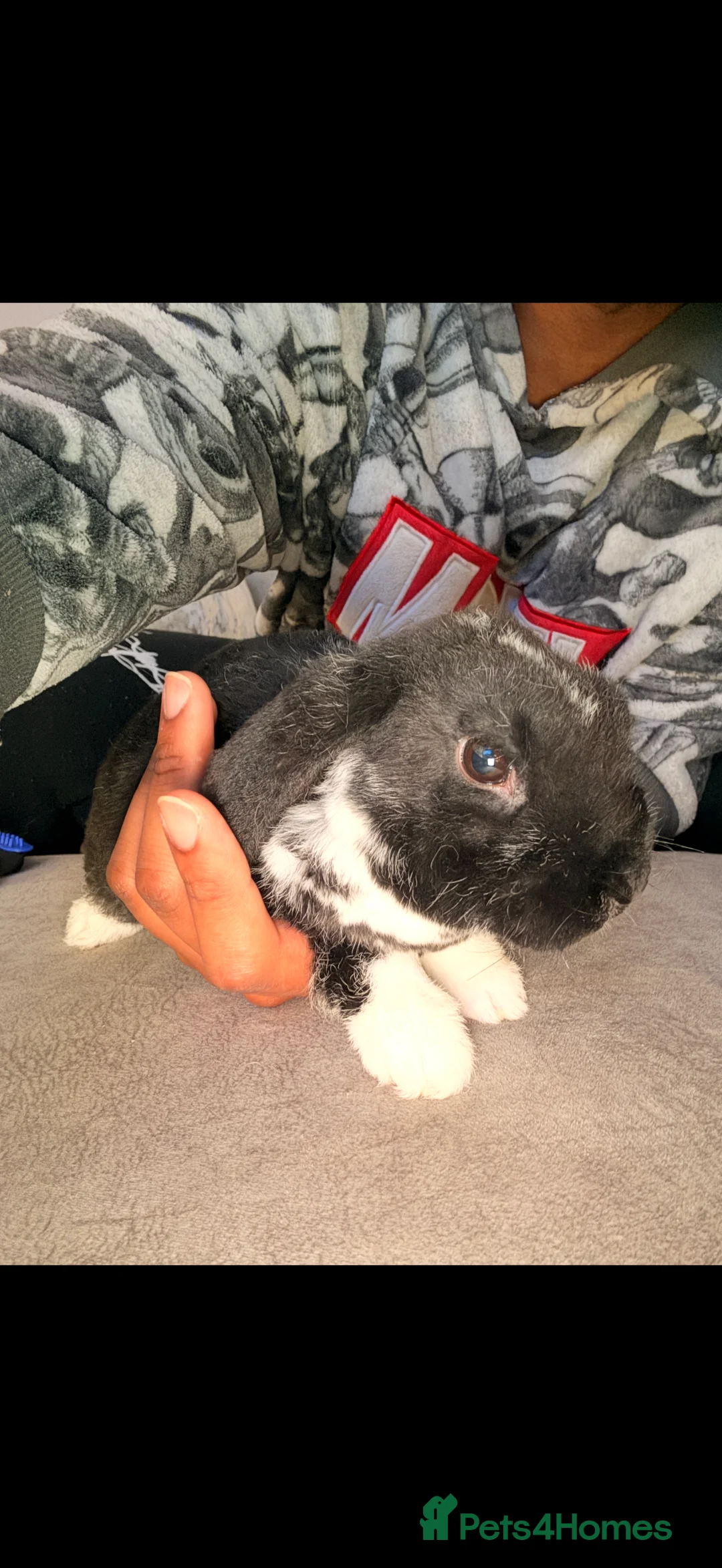 Mini Lop rabbits for sale: Mini Lop Buck “Skittles” – 21w – Middlesbrough in Middlesbrough - Advert 2