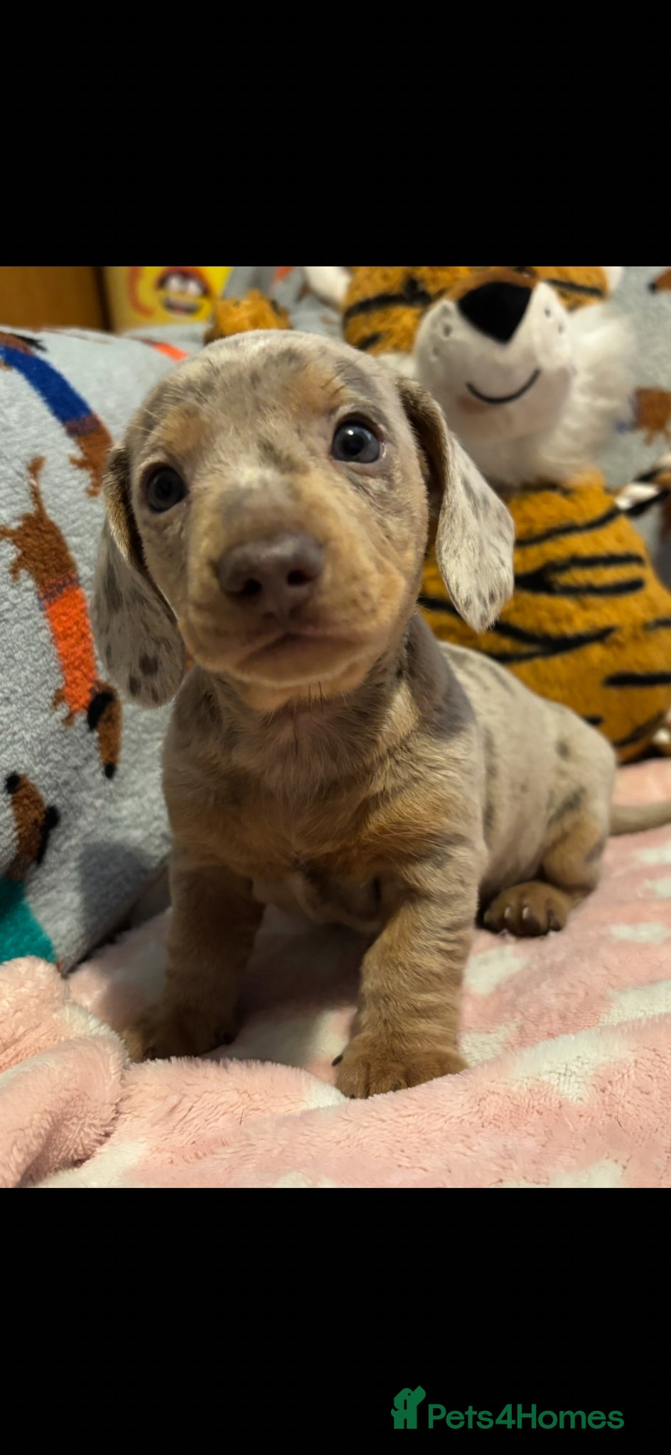 Miniature Dachshund dogs Stunning miniature dachshund puppies - Advert 17