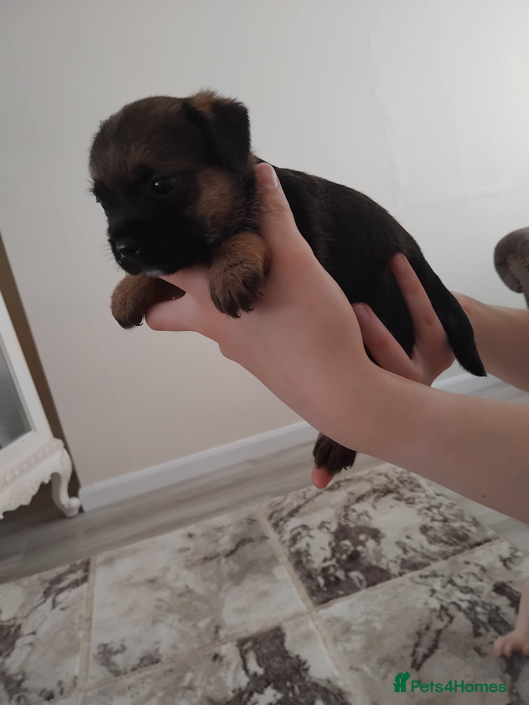 Border Terrier dogs for sale: 5 border terrier puppys  - Image 10