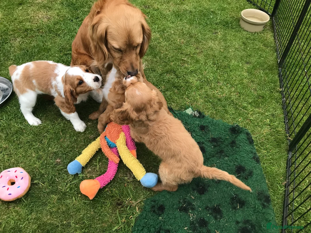 Mixed Breed dogs for sale: Comfort Retriever 5* breeder  in Whitchurch - Advert 1