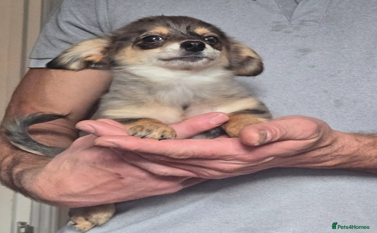 Mixed Breed dogs - Advert 1