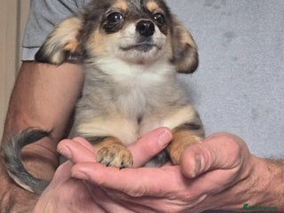 Mixed Breed dogs Pomweenies 💕💕 - Advert 14