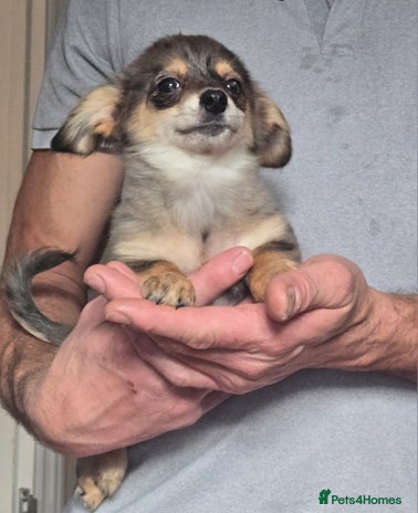 Mixed Breed dogs - Advert 1