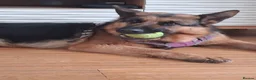 German Shepherd dogs for sale: Indie - Advert 7