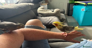 Cockatiels birds - Advert 4