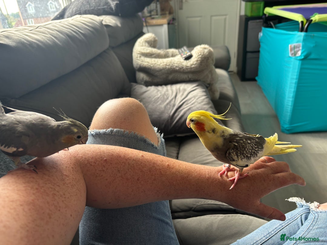 Cockatiels birds for sale: X4 Cockatiels 2 breeding pairs - Image 3