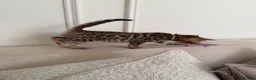 Bengal cats for sale: ✨ Pedigree Rosetted Bengal Kittens - Ready Soon✨ - Advert 13