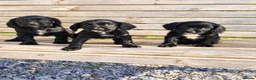 Cocker Spaniel dogs for sale: Cocker puppies  in Taunton - Advert 2