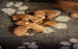 Cavapoo dogs for sale: Cavapoo F1B - Advert 6