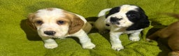 Cocker Spaniel dogs for sale: Show Cocker spaniels - Advert 3