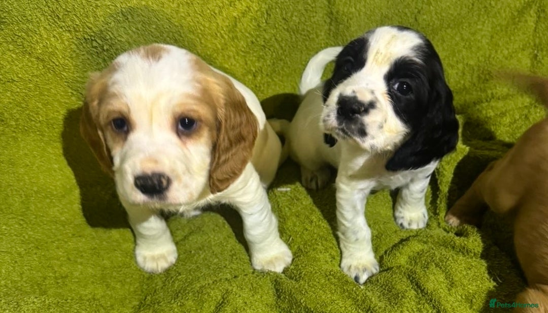 Cocker Spaniel dogs for sale: Show Cocker spaniels - Advert 3