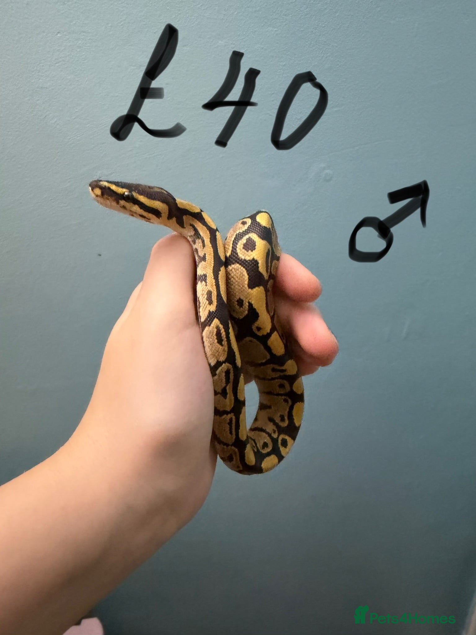 Python Snake reptiles Stunning CB26 Ball Python Hatchlings - Advert 1