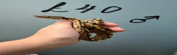 Python Snake reptiles for sale: Stunning CB26 Ball Python Hatchlings - Advert 1
