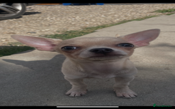 Chihuahua dogs for sale: Stunning pedigree Merle chihuahua pups  - Image 2