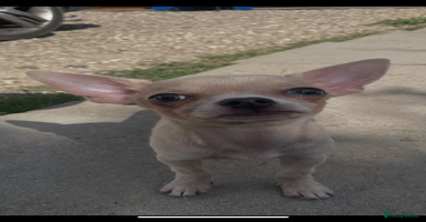 Chihuahua dogs - Advert 2