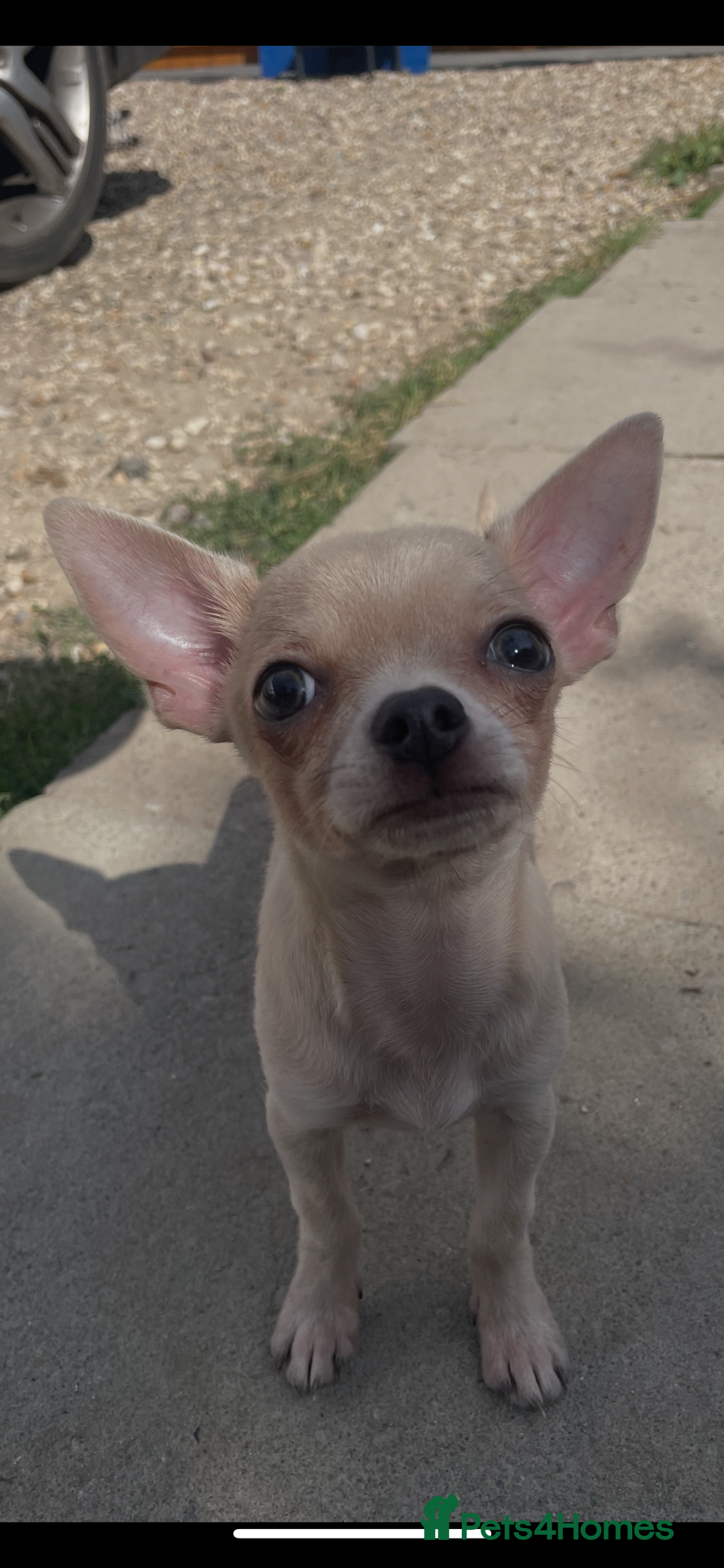 Chihuahua dogs for sale: Stunning pedigree Merle chihuahua pups  - Image 2