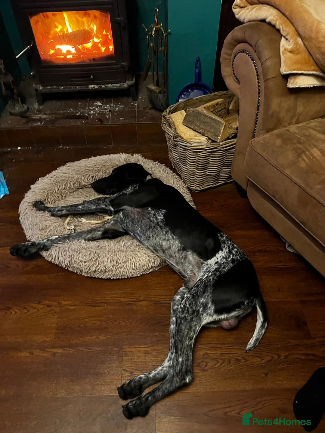 German Shorthaired Pointer dogs for sale: Male German Shorthaired Pointer  - Advert 2
