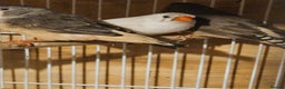 Finches birds for sale: Goldfinches, Bengalese finches & Zebra Finches - Advert 34