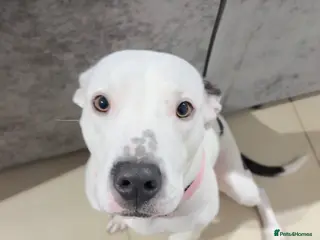 Mixed Breed dogs Staffy x American Akita litter - Advert 1