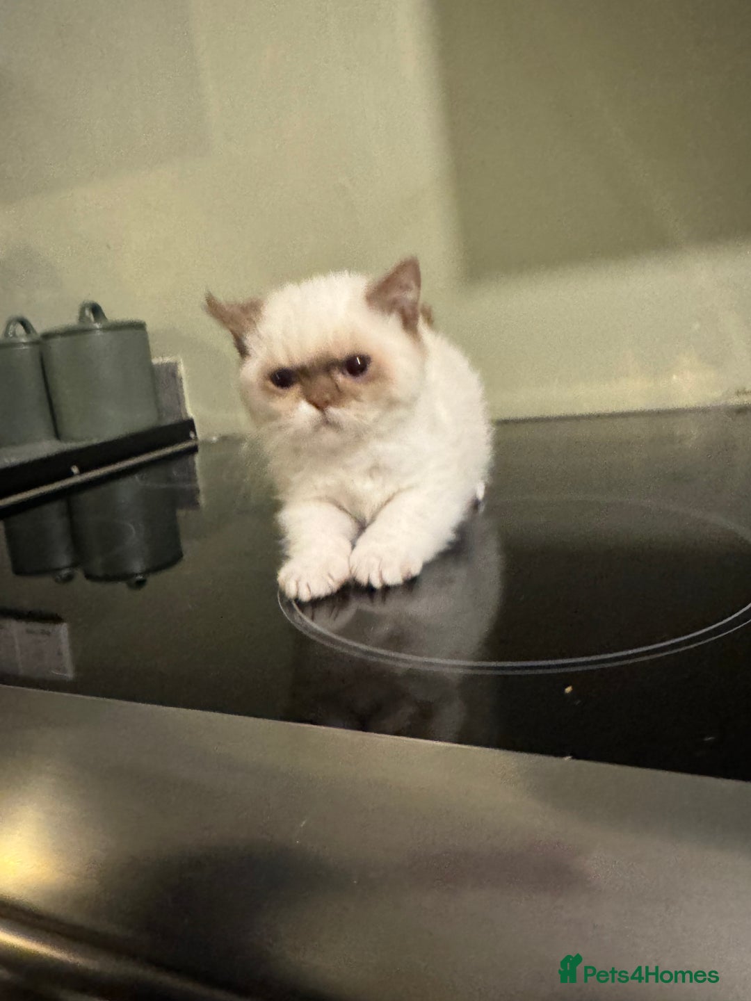 British Shorthair cats for sale: Cinnamon bi colour colourpoint  - Advert 8