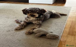Miniature Poodle dogs for stud: Chocolate Merle Miniature Poodle Fully DNA Tested in Radstock - Image 24