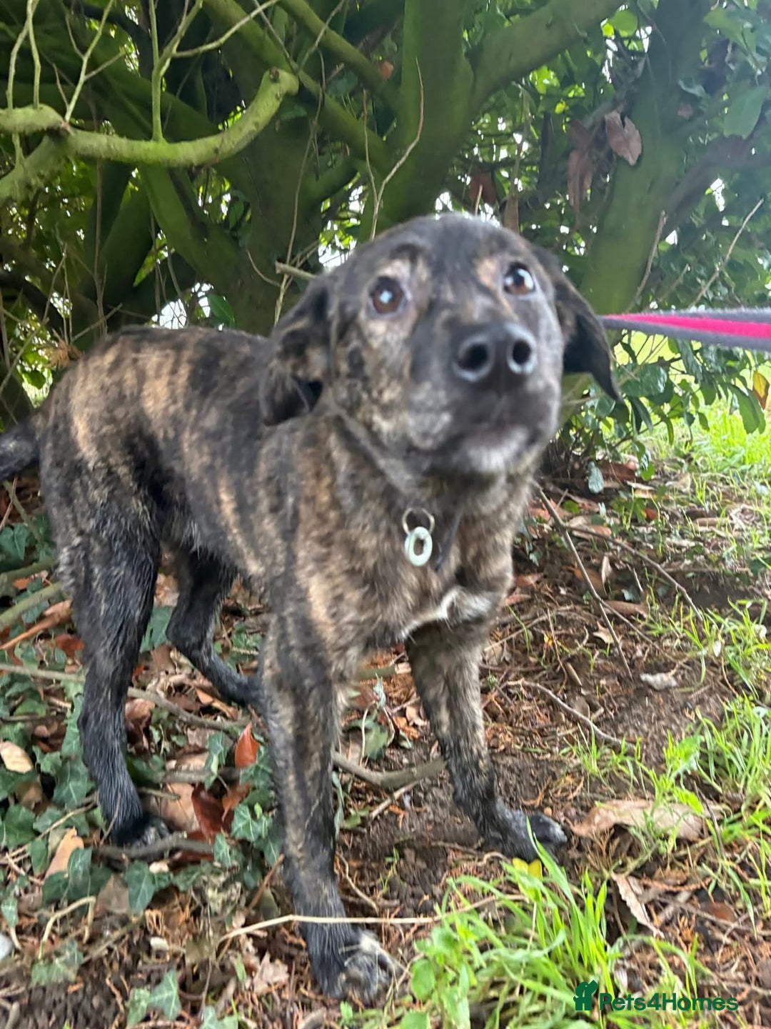 Mixed Breed dogs for adoption: Aurora - Stowmarket Suffolk  - Advert 15