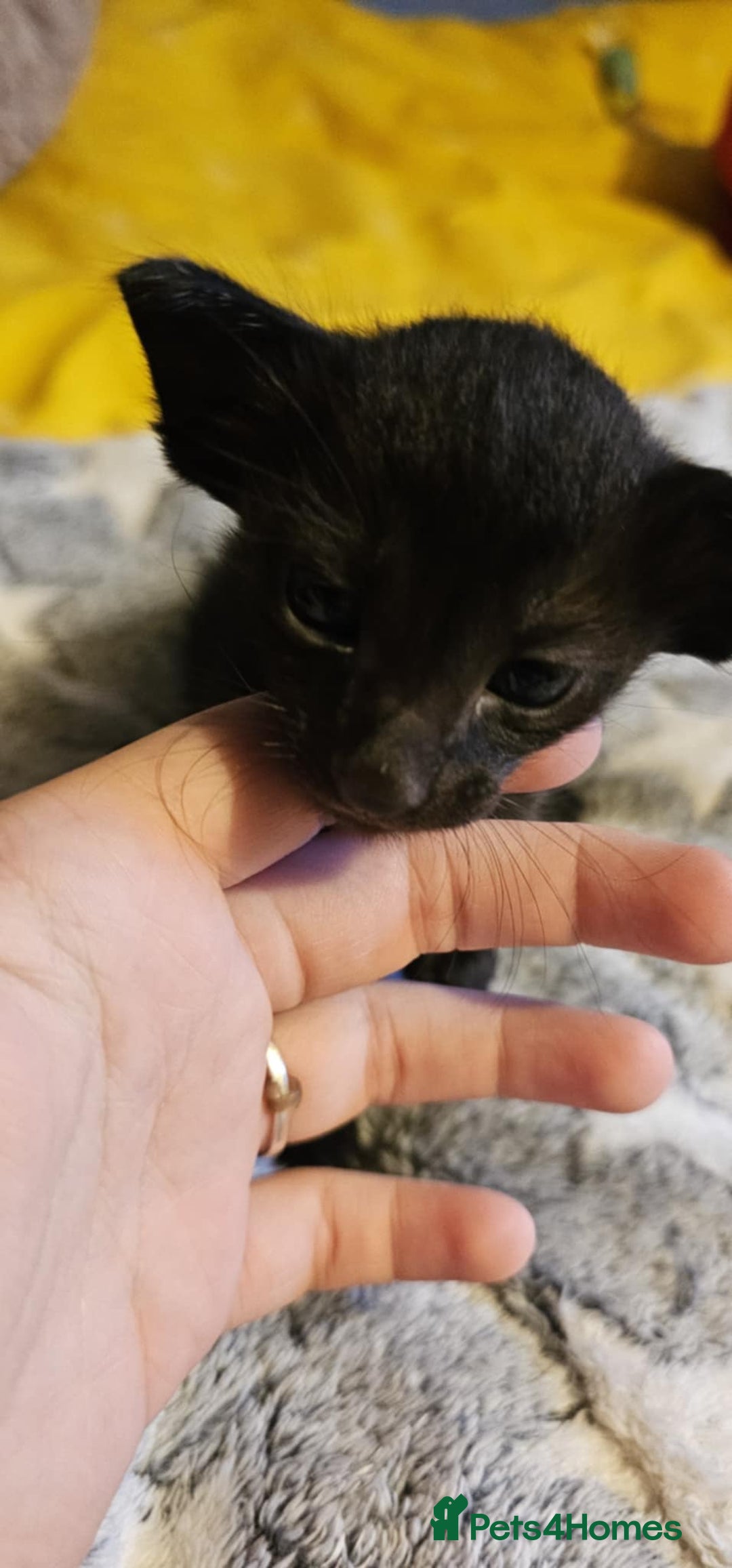 Oriental cats for sale:  GCCF Oriental Kittens For Sale - Image 31