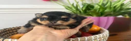 Pomeranian dogs for sale: ❤️ Exceptional KC Registered Pomeranian Puppies ❤️ - Advert 3