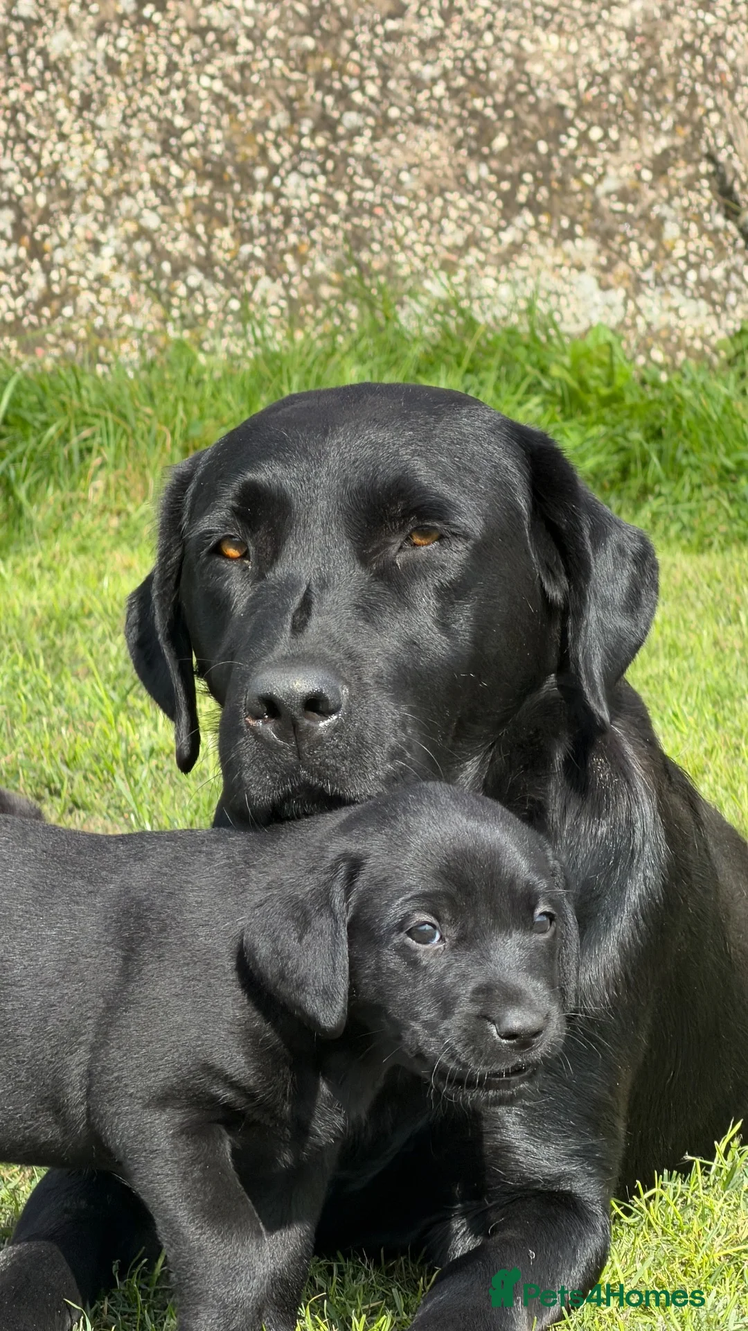 Labrador Retriever dogs for sale: Labrador Beauties in Annan - Advert 7