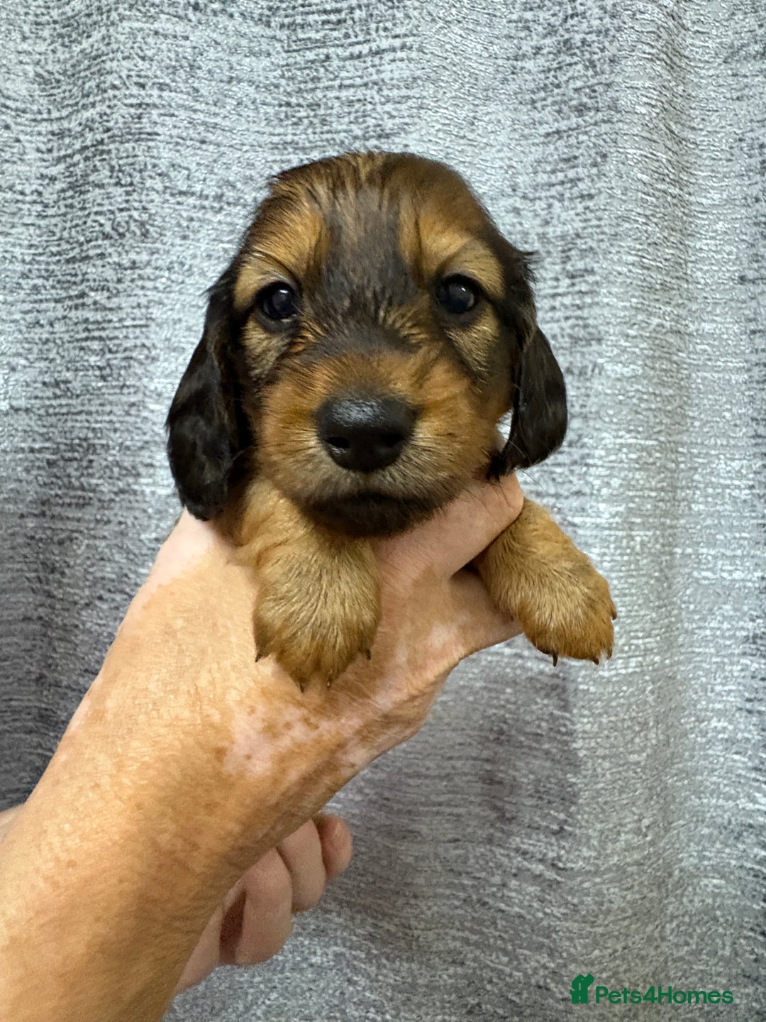 Miniature Dachshund dogs for sale: Amazing Champ Bloodlines Mini Dachshunds ✨ - Image 24