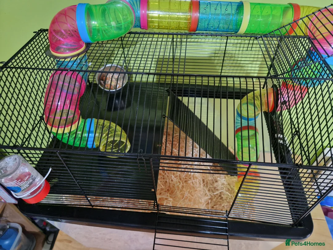 Gerbil rodents for sale: 2 x male gerbils with cage etc - Advert 6