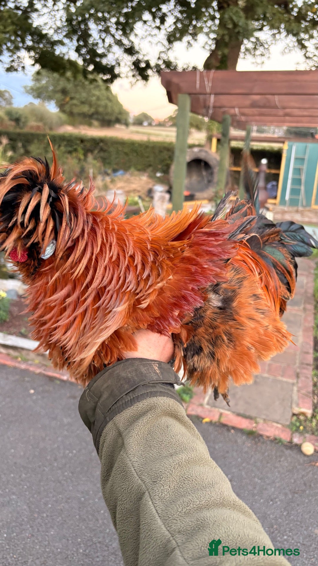 Chickens poultry polish mix roosters - Advert 2