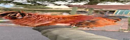 Chickens poultry for sale: polish mix roosters - Advert 2