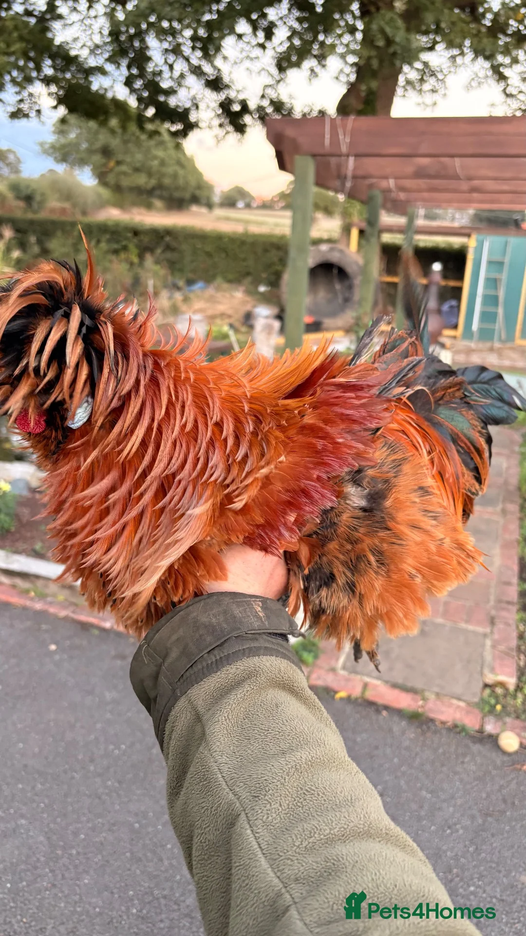Chickens poultry for sale: polish mix roosters - Advert 2