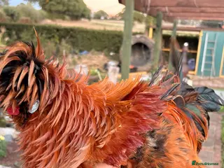 Chickens poultry polish mix roosters - Advert 2