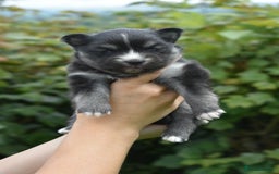 Pomsky dogs for sale: Merle Genuine Toy Size  Pomsky Puppies - Image 37