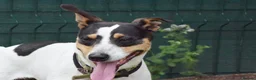 Jack Russell dogs for adoption: Chiqui - Advert 4