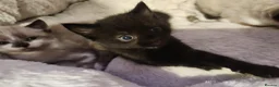 Mixed Breed cats for sale: 2 beautiful kittens  - Advert 15