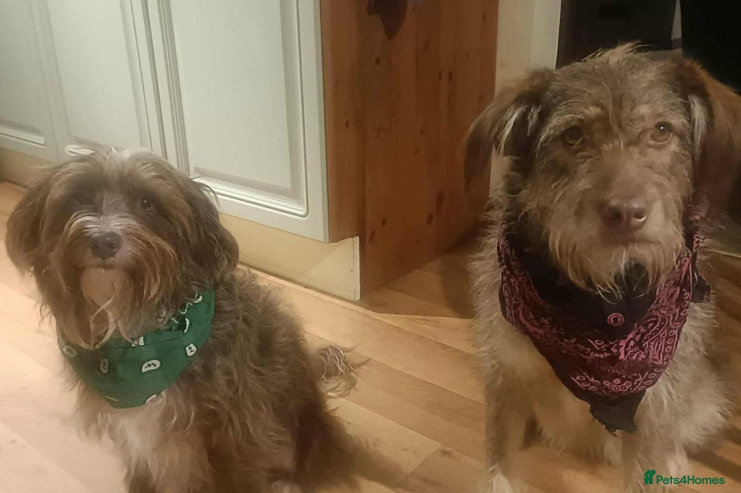 Mixed Breed dogs for adoption: Boo-tiful - Advert 4