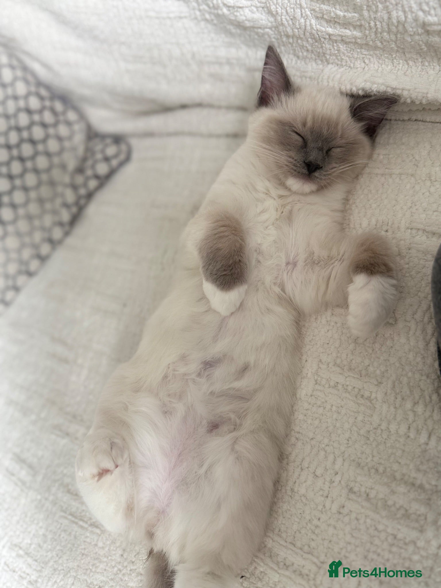 Ragdoll cats I have a beautiful boy for sell. - Advert 3