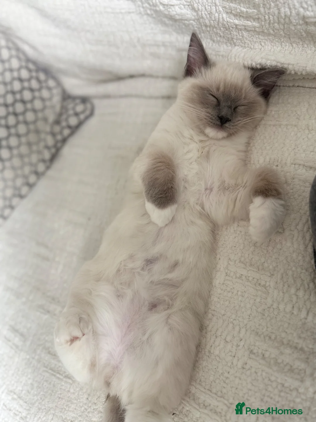 Ragdoll cats for sale: I have a beautiful boy for sell. - Advert 1
