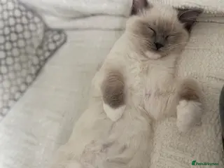 Ragdoll cats I have a beautiful boy for sell. - Advert 3