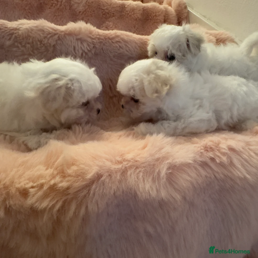 Maltese dogs for sale: Korean Maltese puppy’s available  - Advert 18
