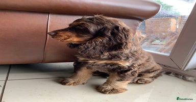 Cocker Spaniel dogs - Advert 16
