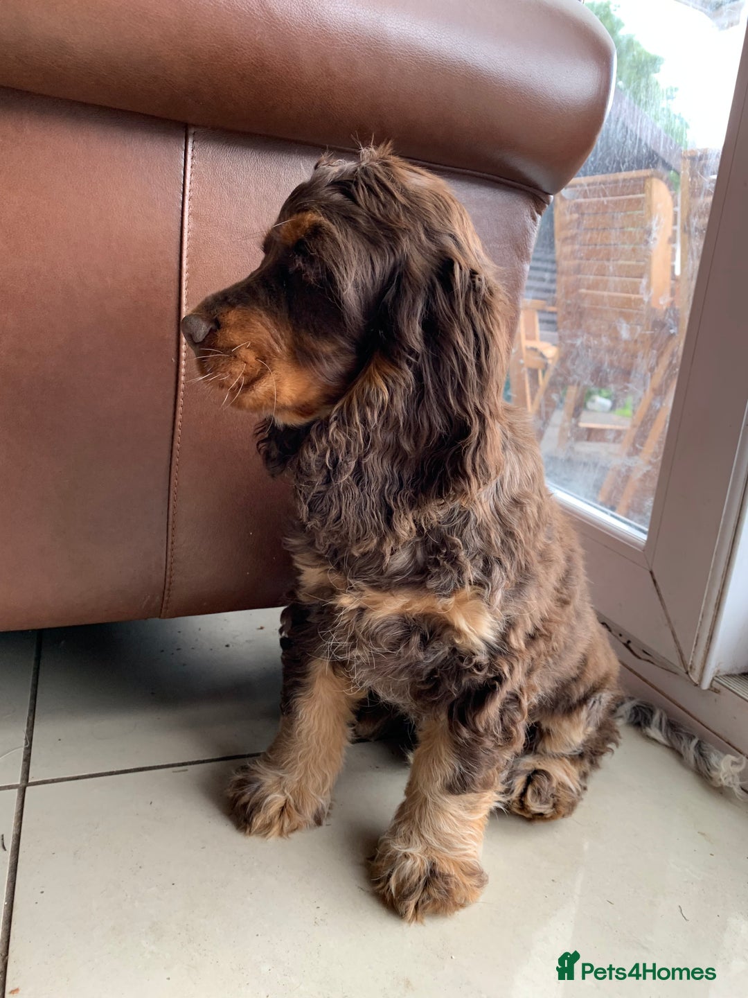Cocker Spaniel dogs for sale: Kc Reg Pure bred show (Health Tested) - Image 2