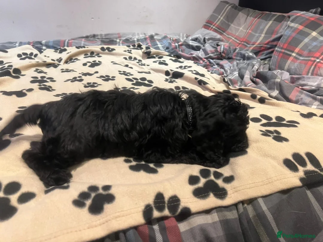 Cockapoo dogs for sale: Cocker spaniel/ cocapoo  - Advert 18