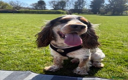 Cocker Spaniel dogs for sale: 🐾 Adorable Cocker Spaniel Puppies  - Image 9