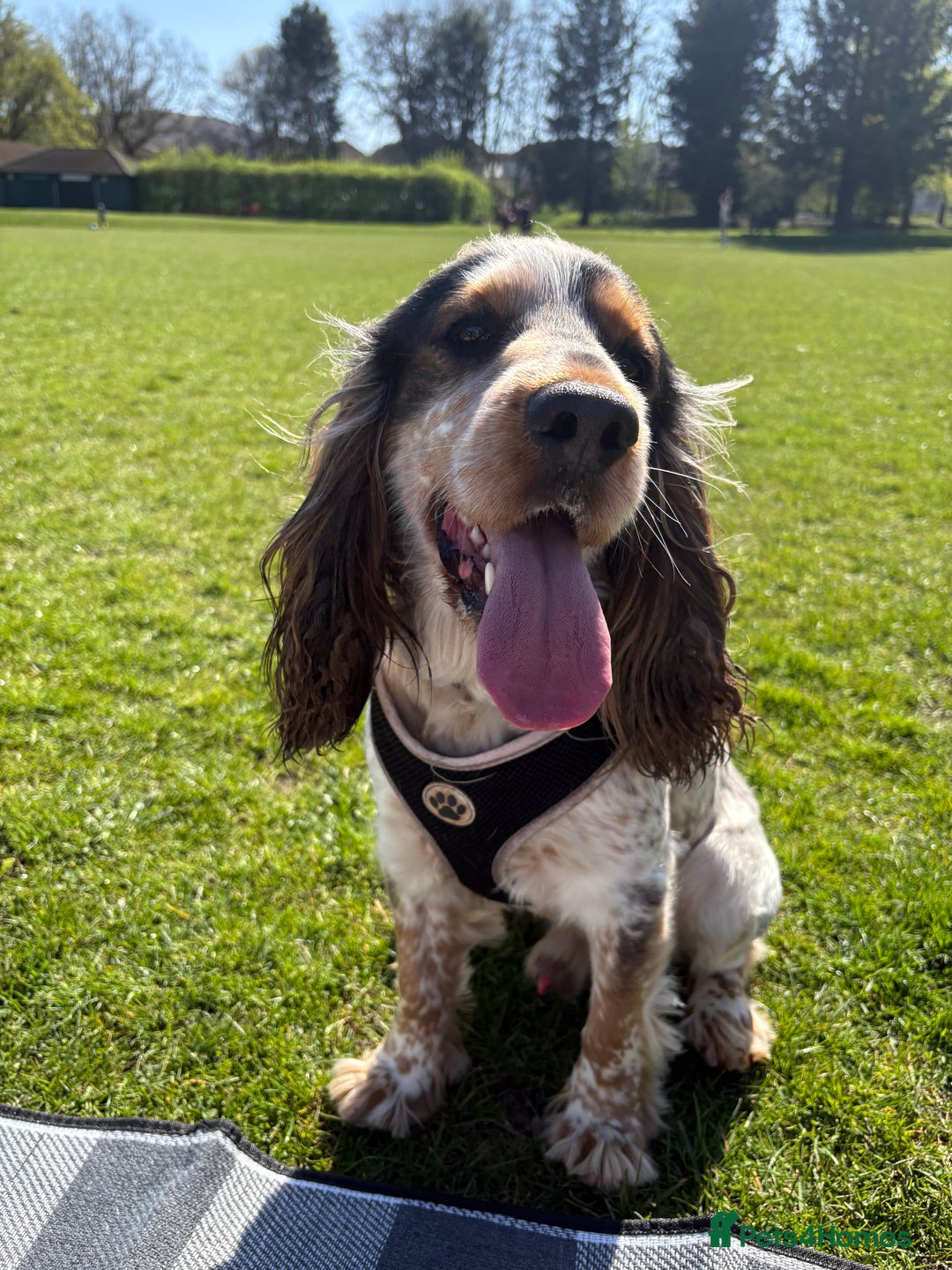 Cocker Spaniel dogs for sale: 🐾 Adorable Cocker Spaniel Puppies  - Image 9